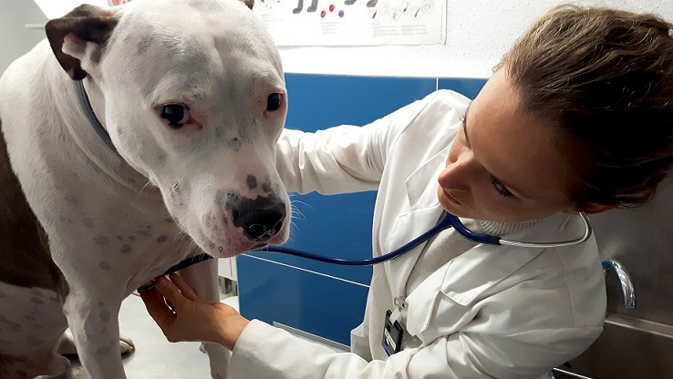 Pack Regalo Navidad Mascota. Reconocimiento